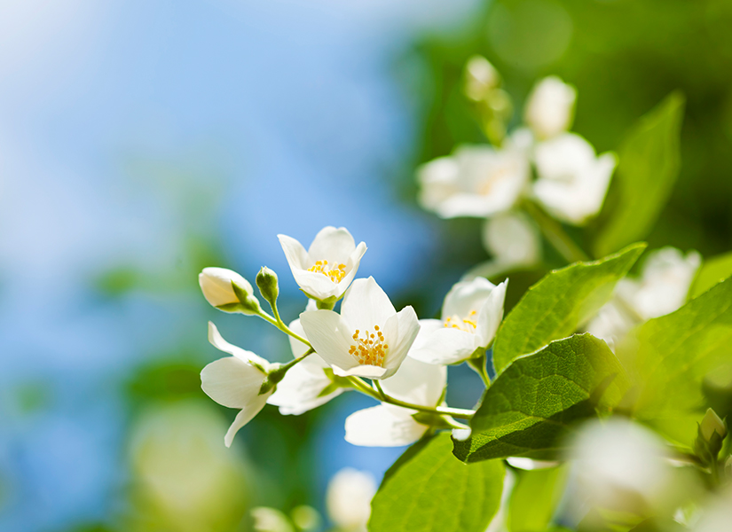 茉莉花味饮品，为何深受消费者喜爱